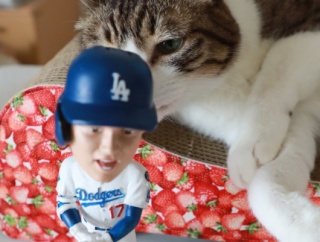 増える大谷さんと猫ら。