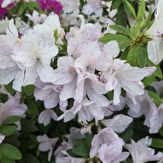 フランチャイズ地獄からの脱出  藤原義塾からの報告書