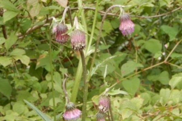 定年生活 観察会