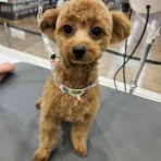 ペットショップ ワンラブ カインズ鳥取店 スタッフブログ