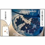 『初めての梅干し作り③』の画像