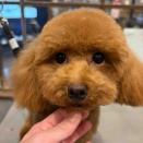 トリミング🐶