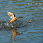 かんばんやの四季彩翡翠