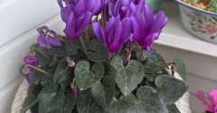 ＊シクラメンは今が満開？