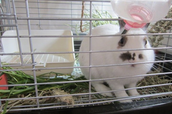 うさぎのきた道 うさぎと野菜