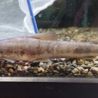 『10月14日(金)熱帯魚入荷情報(中型カラシン充実)』の画像