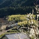 梅の花と黒い電気機関車