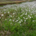 マー坊のリハビリ写真撮り歩き日記