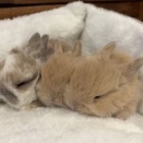 期間限定のかわいさ