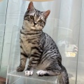 お店のネコちゃん紹介🐈