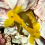 リ楽ックスして海水魚
