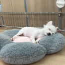 すやすやチワワちゃん(-_-)zzZ