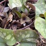 暇人、時々ひるがの高原へ行く！