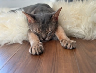 ヤンチャが滲み出る寝相と、AIに特定される坊