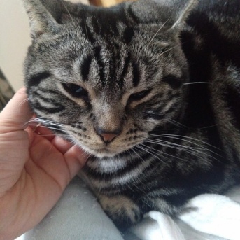 実物のﾈｺﾁｬﾝたちセカンド238