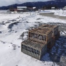 今年初、レース鳩の訓練