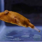 『2月15日(木)熱帯魚入荷情報✨』の画像