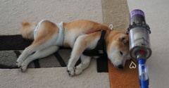 今も昔も掃除機は平気な犬