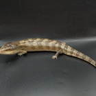 『12月18日(日)爬虫類入荷情報！』の画像