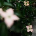 ���夬����ʤΤ�ʬ���äƤ롣