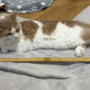 テレビが気になる猫としまむらの名馬セレクショングッズ