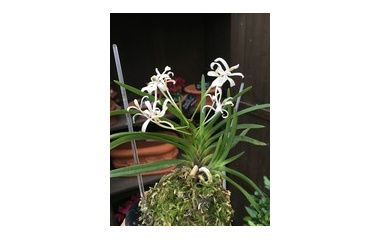 平田ナーセリー 平田ナーセリー福岡東店forest