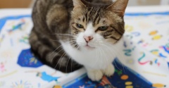 夏結びと猫。