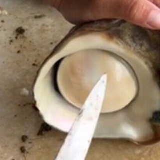 ネタ動画.ＣＯＭ