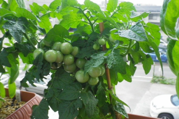 Hybrid Force レジナ ﾐﾆﾄﾏﾄ