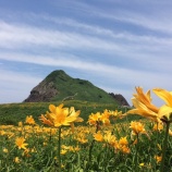 『【大野亀 他】カンゾウ開花情報（6/2）＆寄り道のお誘い』の画像