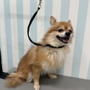 ポメチーの天くん🍇