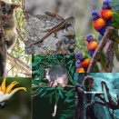 オーストラリア人「お前らの家の裏庭に来る野生動物といえば何？」