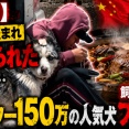 【悲報】フォロワー150万の人気犬、中国で盗まれ食べられたと報道…飼い主ブチギレ