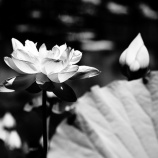 『2025.8 『宮地やすらぎの里』誠蓮 、酔妃蓮 ➁ 岡山県久米郡』の画像