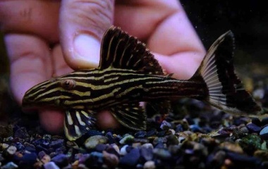 『10月31日(金)熱帯魚入荷情報🐟』の画像