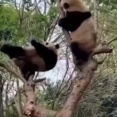 どうしてこうなった。なぜパンダが絶滅の危機に瀕しているのかがよくわかる。海外の反応