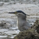 Tokyo_wildbirdpark_blog