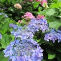 大慈寺の紫陽花　2