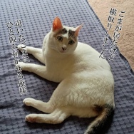 洗濯物にティッシュ。と、水色な波石つくりました。
