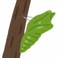 サナギとかいう昆虫にだけあるステージｗｗｗｗｗｗｗｗｗｗｗｗｗｗｗ