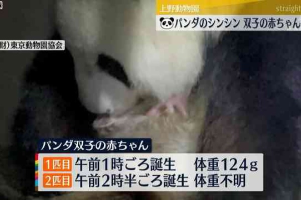上野動物園で生まれた双子のパンダの名前をいち早く予想しちゃうトピ 残飯ちゃんねる