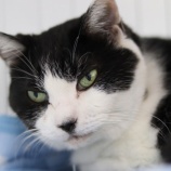 『【里親募集中】日本猫のチビ太』の画像