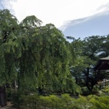 『井上貫道老師の宿泊座禅会 長野・安曇野で2025年4月摂心開催』の画像