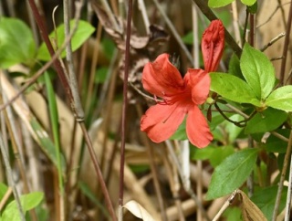 ヤマツツジ（山躑躅） by Z50Ⅱ