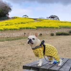 ﾌﾚﾝﾁﾌﾞﾙﾄﾞｯｸﾞまさお日記