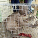 【画像】とんでもない生物が発見されるｗｗｗｗｗ