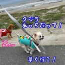 匝瑳のクジラを見に行く