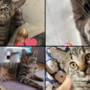 2025年11月9日譲渡会のお知らせ