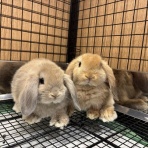 うさぎブログ　うさぎのしっぽ公式ブログ「日々しっぽ」