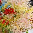 庭の花　シロスジアマリリスとその他